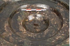 Foto von Bronzephalere (NHMW-PRAE-025563)